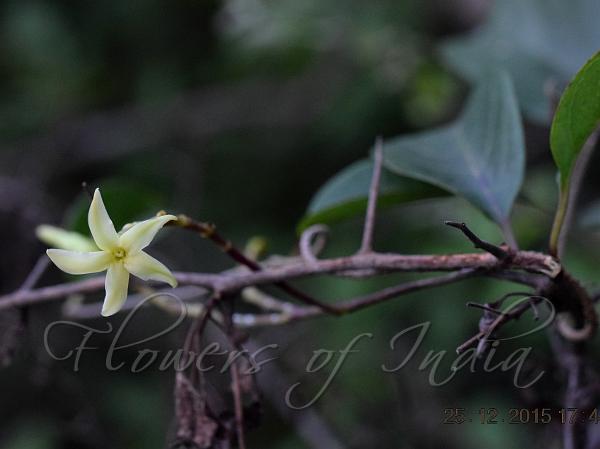 Large-Flowered Cryptolepis